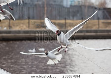 Screaming Black-headed Gull In Bird Colony. Lake Birds.