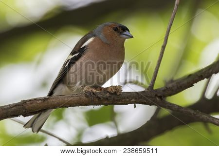 Finch Fringilla Coelebs Bird With Mange On Legs