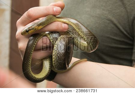 Cocullo Feast Of St. Dominic, The Festival Of Snakes, Small Town Of Abruzzo