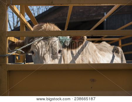 Blonde D'aquitaine Cow Ready For Transport In Cart