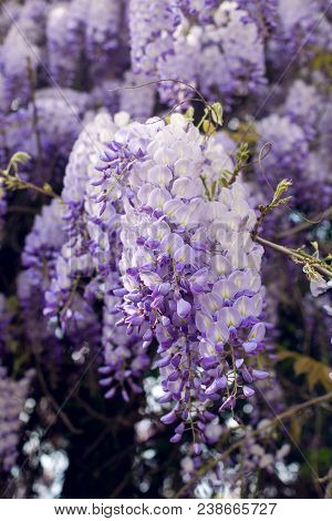 Blooming Violet Wisteria Tree In Spring Garden