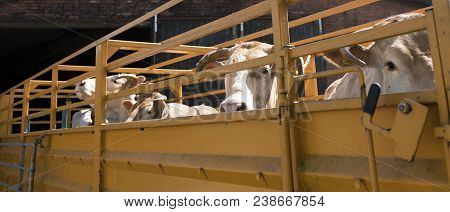 Blonde D'aquitaine Cows Ready For Transport In Cart