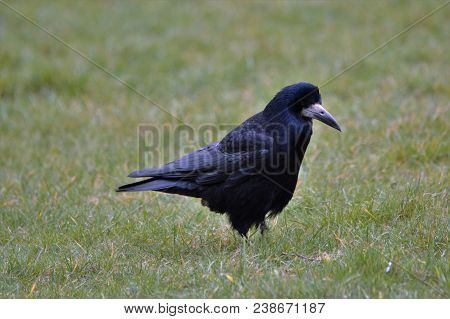 Solitary Rook Feeding In A Farmers Field