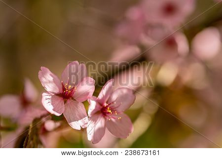 A Cherry Blossom With Springlike Bokeh On Daylight
