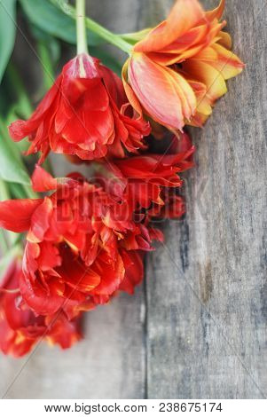 Spring Flowers. Bouquet Of Red Tulips On Brown Wooden Background. Mother's Day And Valentines Day Ba