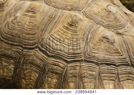 African Spurred Tortoise Shell Pattern Close Up