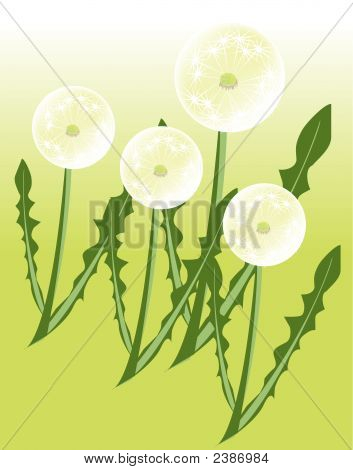 Dandelion.Eps