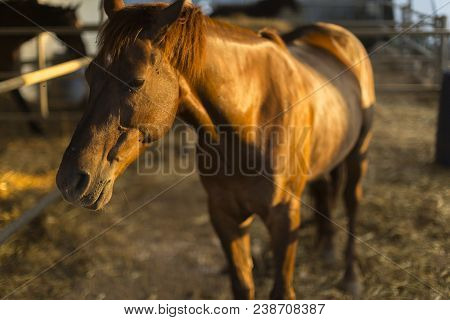 Hippotherapy To Health On Horseback. Portrait Of Nice Quarter Horse