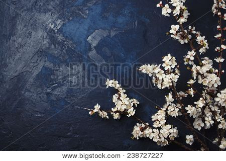 Cherry Tree Branch With Flowers On A Dark Blue Background