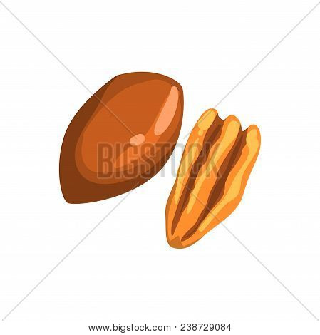 Pecun Nut, Nutritious Natural Product Vector Illustration Isolated On A White Background.