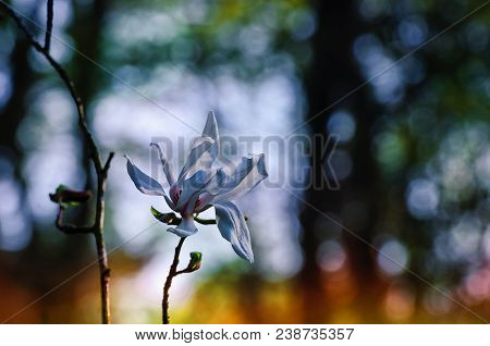 Magnolia Stellate - Spring Flowers Of Trees And Shrubs