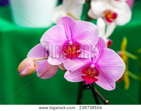 Close-up Of Beautiful Pink Moon Orchid, Phalaenopsis Amabilis, On Green Background