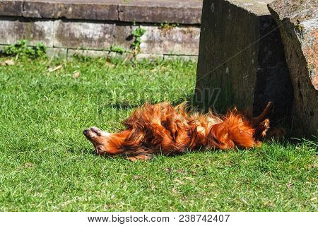 Happy Dachshund Lying On His Back On Fresh Green Grass With His Ears Out And Paws Up