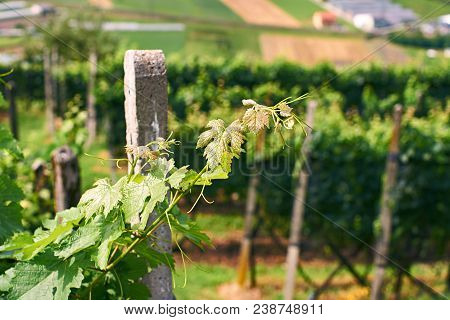 Beautiful Swiss Grapeyard In Alps, Canton Of Ticino