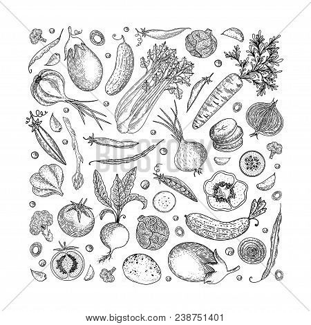 Farmers Market Menu Design Template. Vintage Hand Drawn Sketch Vector Illustration. Linear Graphic. 