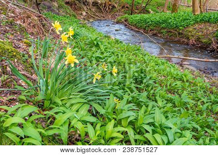 Daffodils In Springtime Wood, That Is Letah Wood A Rural Ancient Woodland Through Which Letah Burn R