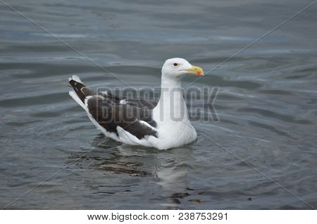 Lesser Black Back Gull On Water In Harbour