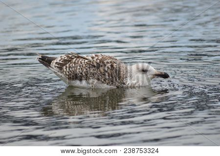 Juvenile Lesser Black Back Gull In Harbour Begging For Food