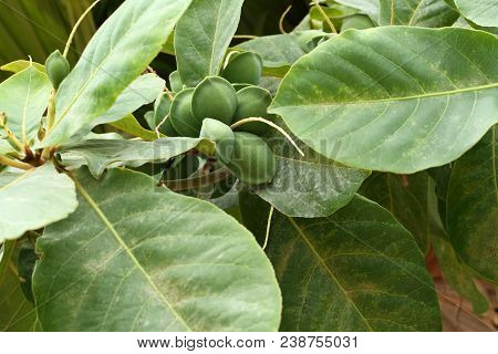Green Color Unripe Indian Almond Fruits On The Tree (tropical Almond, Combretaceae). Leaves For Aqua