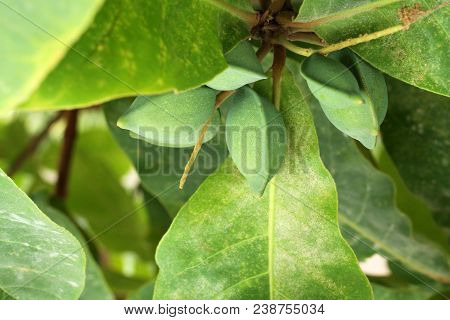 Green Color Unripe Indian Almond Fruits On The Tree (tropical Almond, Combretaceae). Leaves For Aqua