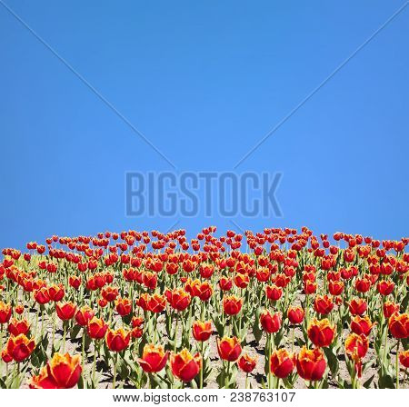 Glade Of Red Fimbral Tulips Against A Clear Blue Sky