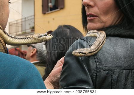 Cocullo, Italy - May 1, 2018: The Feast Of Saint Dominc, Cocullo, Portrait Of Two Snakes On The Shou