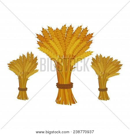 Sheaves Of Wheat On White Background. Cartoon Style.