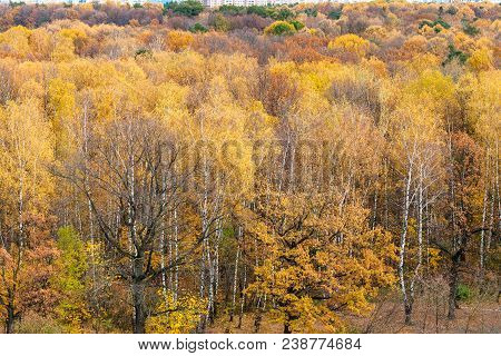 Above View Of Forest Glade In Urban Timiryazevskiy Park In Moscow City In Autumn