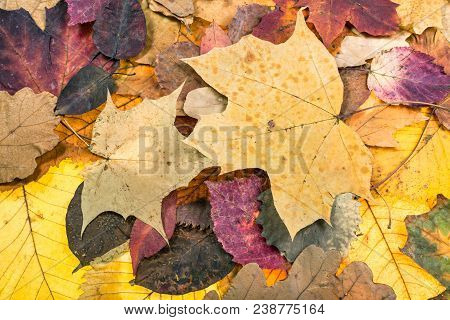 Natural Autumn Background From Multicolour Fallen Leaves Of Oak, Maple, Alder, Malus Trees