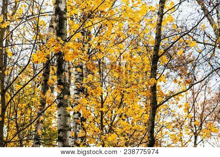 Birch Trees And Yellow Maple Leaves In Urban Timiryazevskiy Park In Moscow City In Autumn