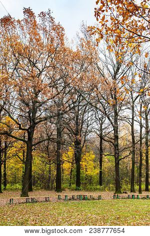 Oak Trees Near Meadow In Urban Timiryazevskiy Park In Moscow City In Autumn
