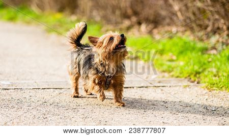 Cute little dog on forest path for walk