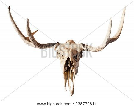 Front View Of Natural Skull Of Young Moose Animal Isolated On White Background From Smolensk Region 