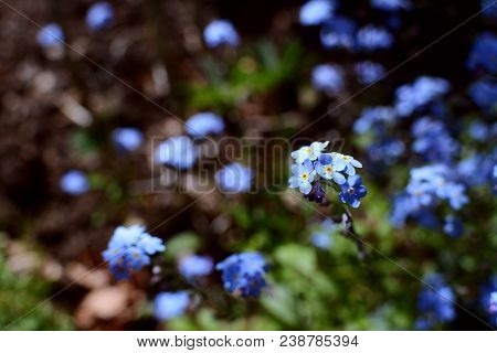 Forget-me-not Flowers