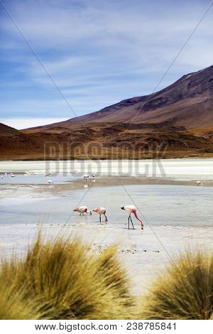 Laguna Hedionda At Eduardo Avaroa Andean Fauna National Reserve In Bolivia