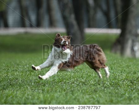 The Border Collie Runs Free In Spring Field
