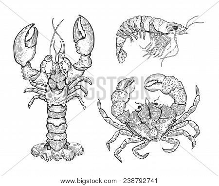 Hand Drawn Vintage Graphic Illustration With Realistic Lobster. Marine Creature. Seafood Elements Fo