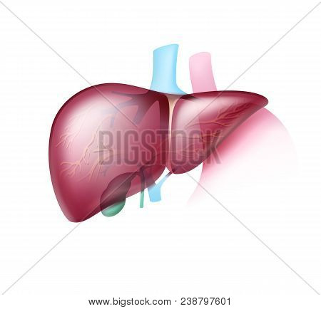 Vector Realistic Pinkish Healthy Liver With Transparent Arteries Close Up Front View Isolated On Whi