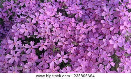 Image Of Spring Flowers,beautiful Floral Background Of Purple.