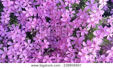 Image Of Spring Flowers,beautiful Floral Background Of Purple.