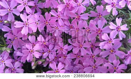 Image of spring flowers,beautiful floral background of purple.