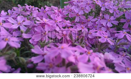 Image of spring flowers,beautiful floral background of purple.