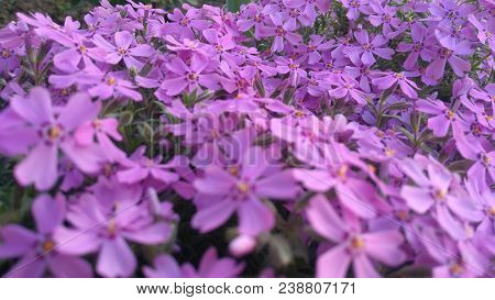 Image Of Spring Flowers,beautiful Floral Background Of Purple.