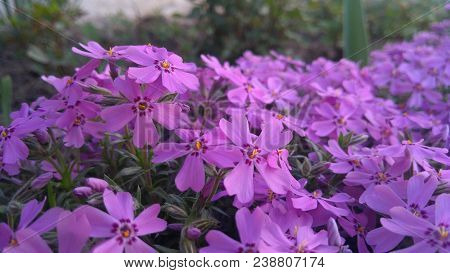Image of spring flowers,beautiful floral background of purple.