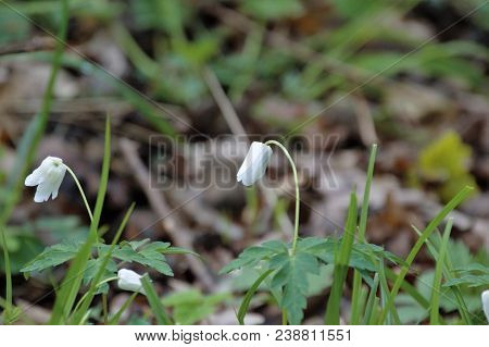Wood Anemone At Brasenose, Shotover Country Park, Oxford