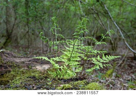 Common Fern In Brasenose Wood, Shotover Country Park, Oxford