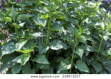 A Bunch Of Common Nettles In The Ground