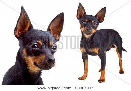 Russkiy Toy Terrier. Isoliert auf weißem Hintergrund