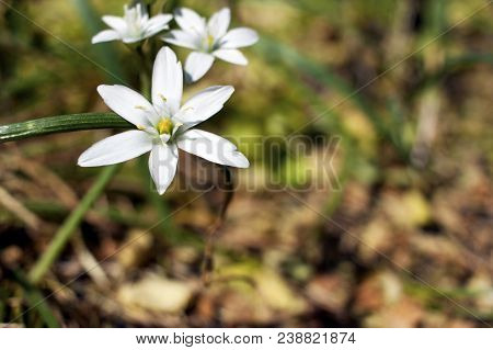 Beautiful Wildflowers On The Meadow. Shallow Depth Of Field