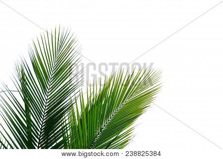 Top View Coconut Tree Leaves On White Isolated Background For Green Foliage Backdrop